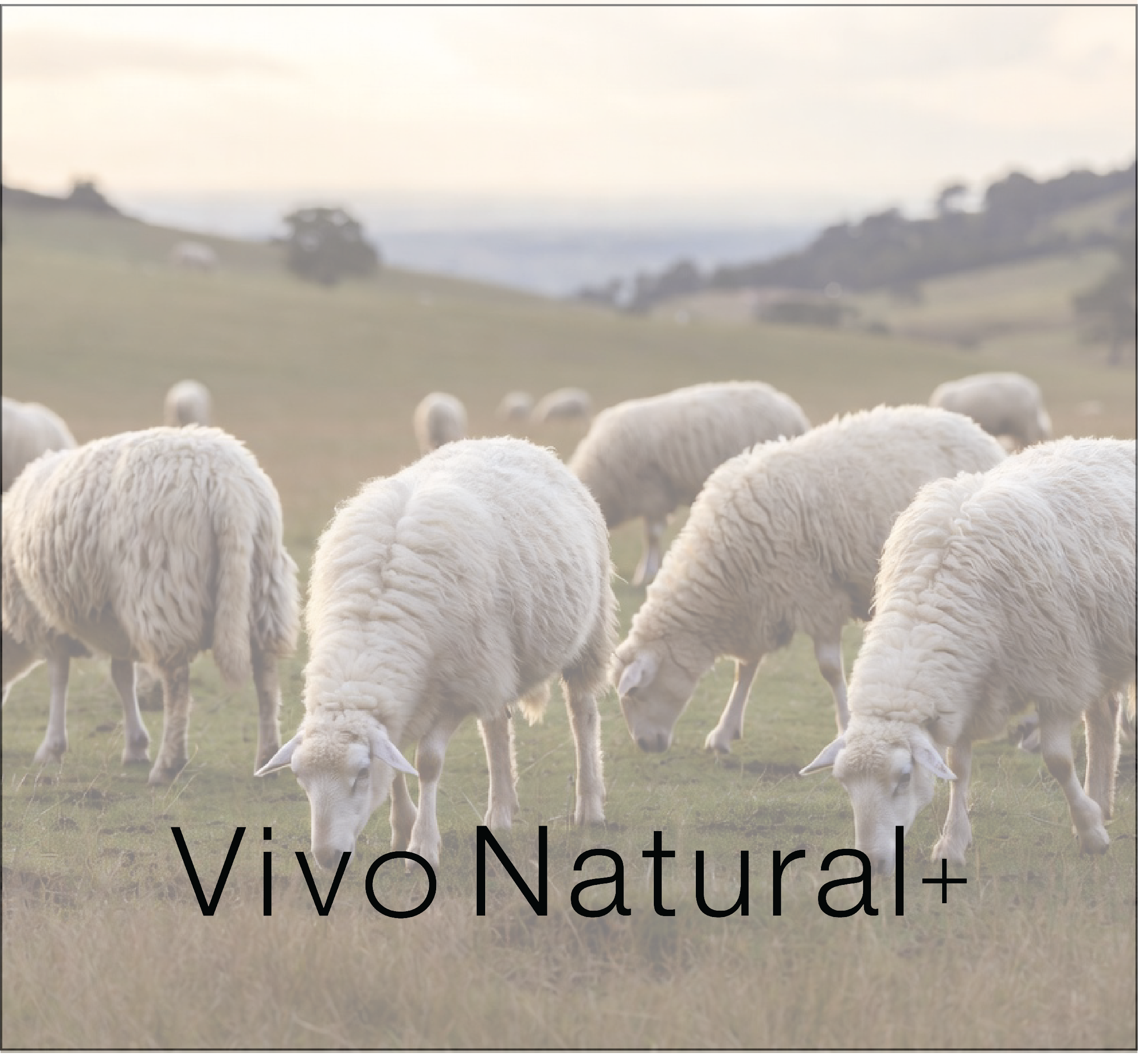 Vivo Natural+  - Free Sample